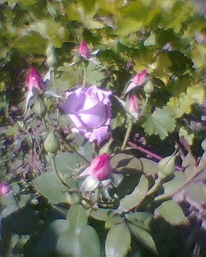 Fotogr.0169