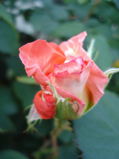 Rose Artistry (2011, May 27)