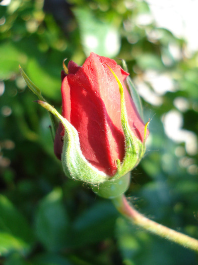 Rose Blaze Superior (2011, May 27) Rose Blaze Superior (2011, May 27)