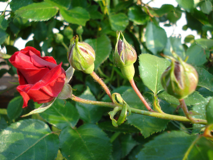 Rose Blaze Superior (2011, May 29) Rose Blaze Superior (2011, May 29)