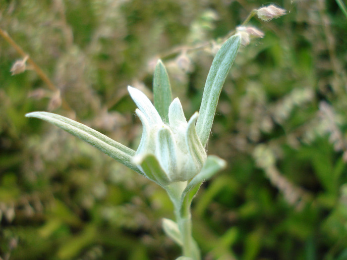 Leontopodium alpinum (2011, May 27) - LEONTOPODIUM Alpinum