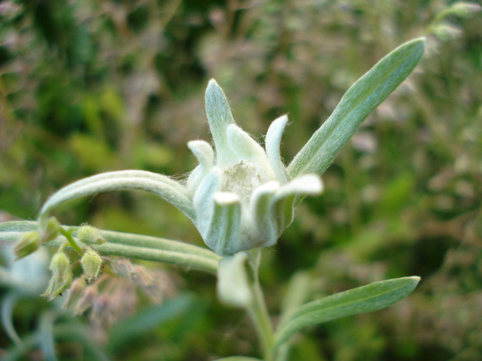 Leontopodium alpinum (2011, May 27) - LEONTOPODIUM Alpinum