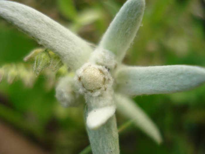 Leontopodium alpinum (2011, May 27) - LEONTOPODIUM Alpinum