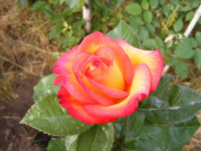 Alinka; Thea hybrid,floare medie-mare,dubla,17-25 petale,miros bun(4 din 5 puncte)inaltime1,2-1,5m
