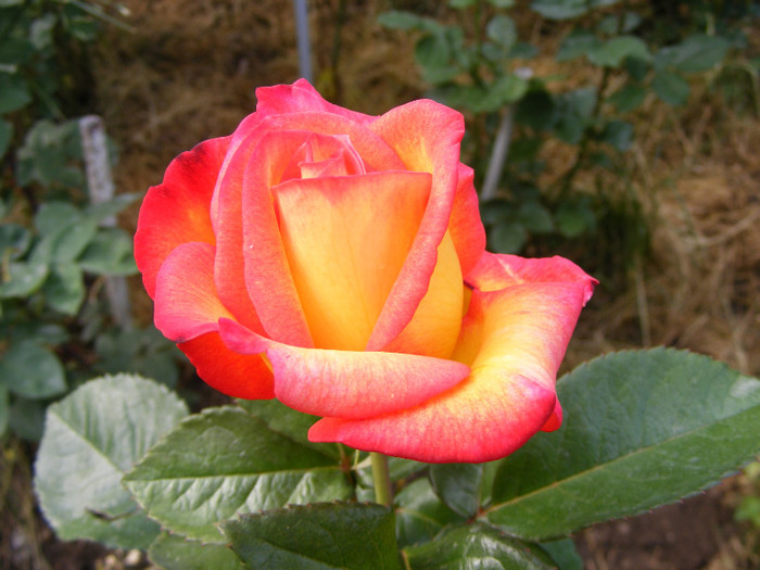 Alinka; Thea hybrid,floare medie-mare,dubla,17-25 petale,miros bun(4 din 5 puncte)inaltime1,2-1,5m
