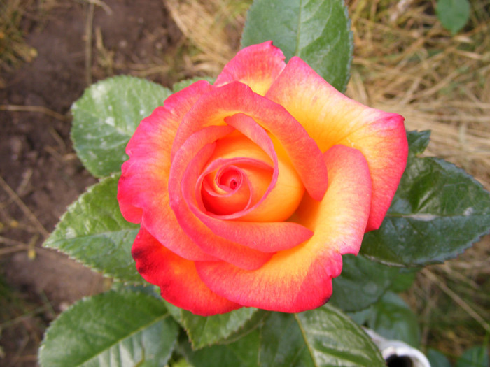Alinka; Thea hybrid,floare medie-mare,dubla,17-25 petale,miros bun(4 din 5 puncte)inaltime1,2-1,5m
