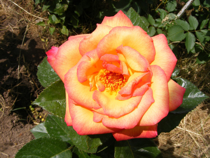 Alinka; Thea hybrid,floare medie-mare,dubla,17-25 petale,miros bun(4 din 5 puncte)inaltime1,2-1,5m
