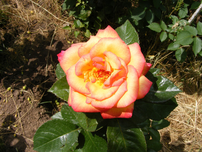 Alinka; Thea hybrid,floare medie-mare,dubla,17-25 petale,miros bun(4 din 5 puncte)inaltime1,2-1,5m
