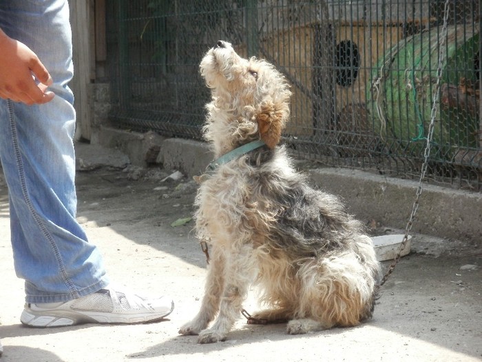 P5290195 - 3    FOX TERRIER