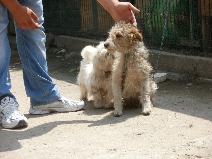 P5290194 - 3    FOX TERRIER