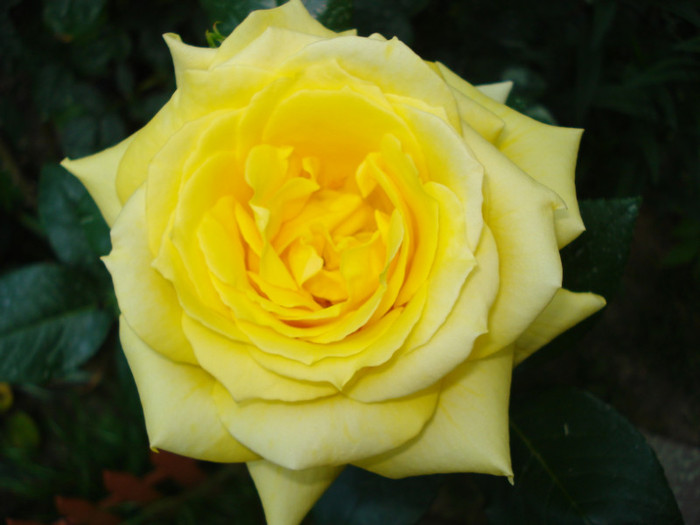 "Golden Parfume" - Trandafiri 2011