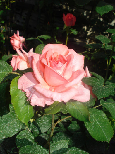 DSC07549