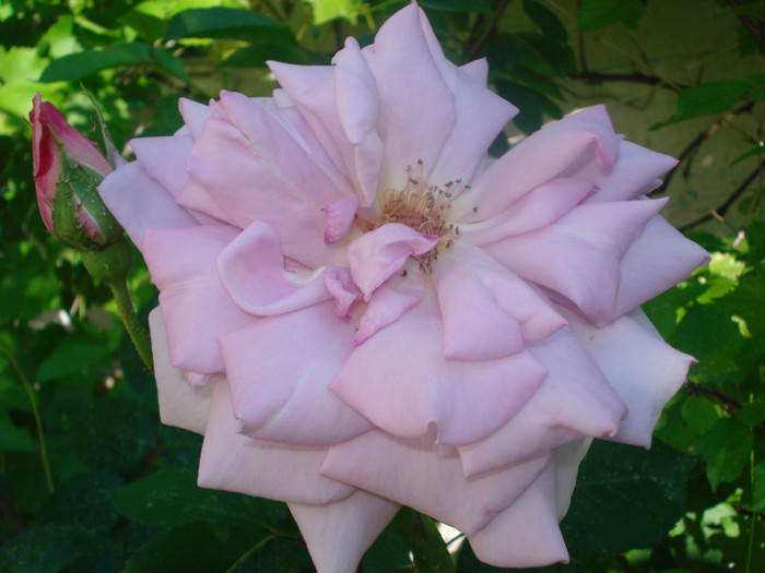 DSC07560
