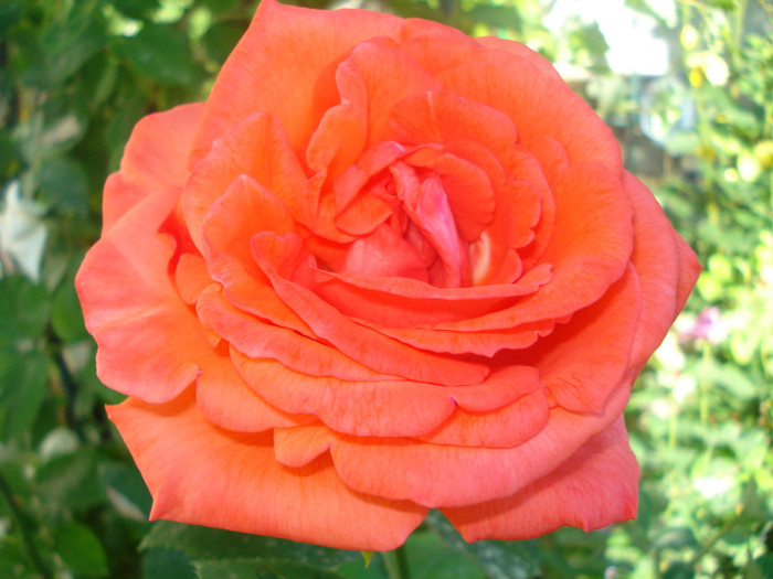 DSC07601