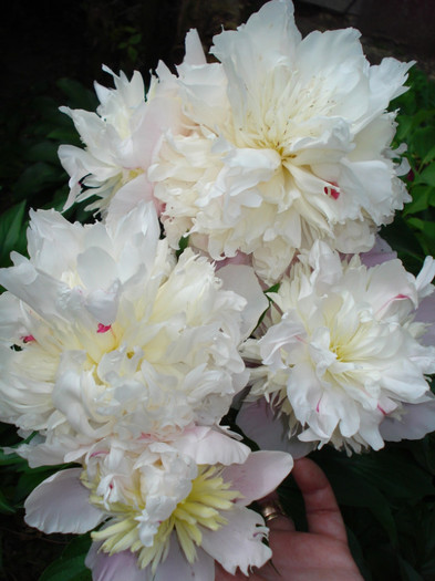 29.05.2011 - Paeonia-Bujori 2011