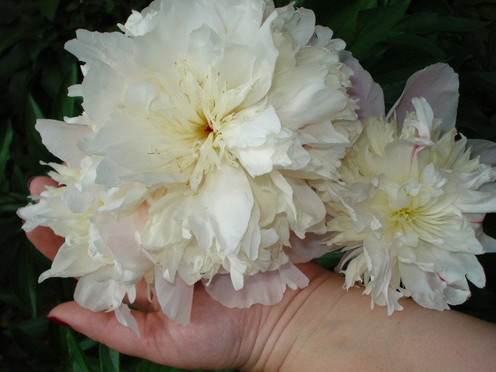 DSC07403 - Paeonia-Bujori 2011