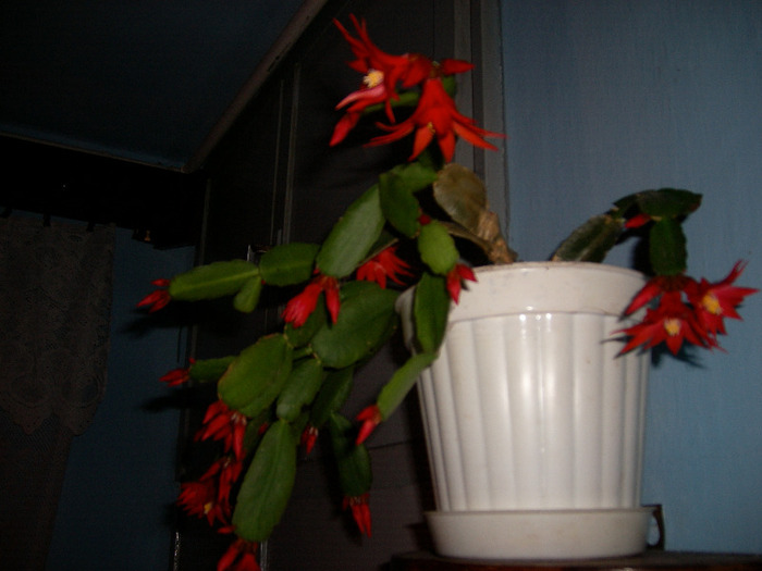 flori 003 - Flori 2011