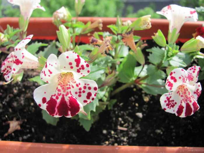 mimulus 14 mai 2011 002