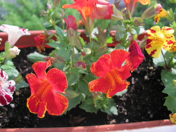 mimulus 14 mai 2011 003