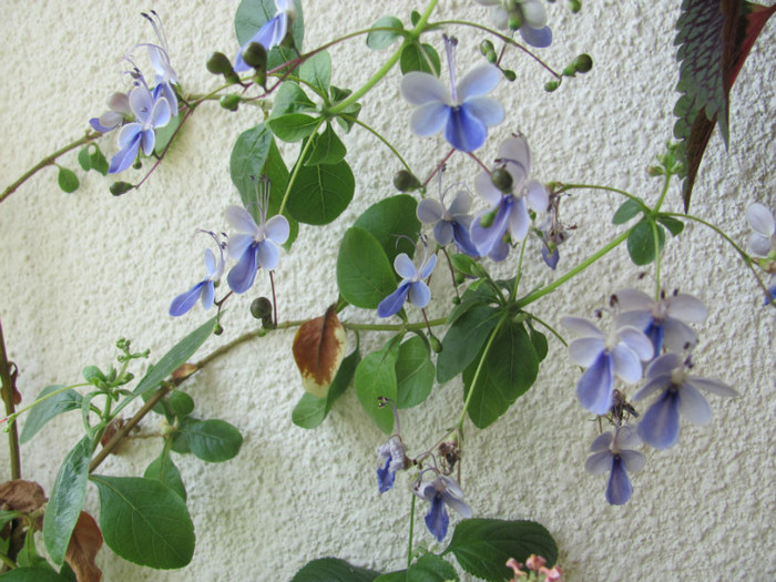 clerodendron ugandese 29 mai 2011 002
