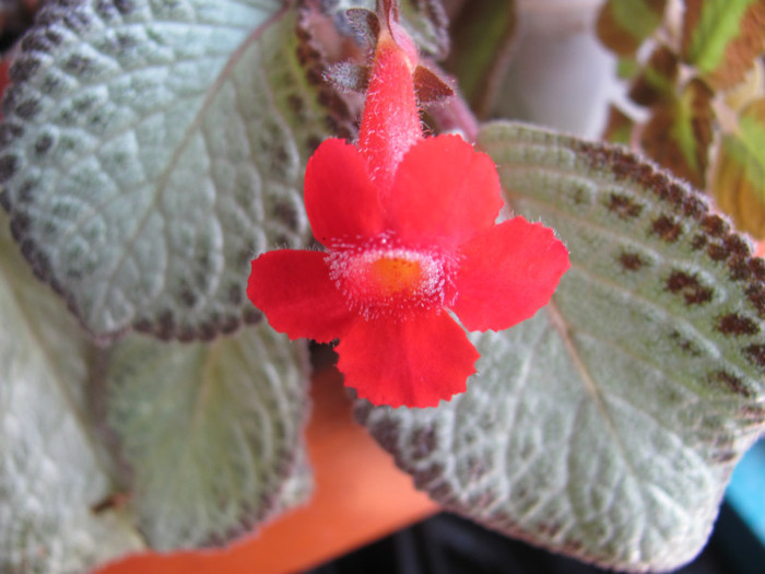 29 mai 2011 008 - Episcia