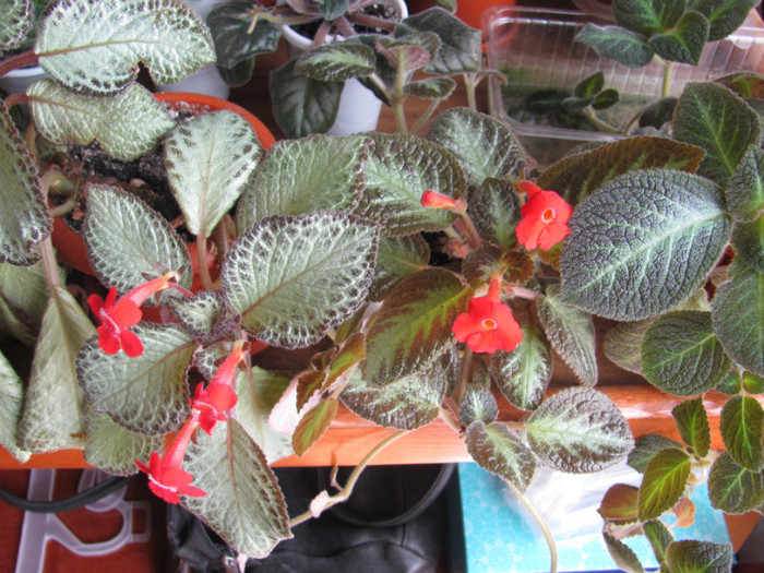 29 mai 2011 003 - Episcia