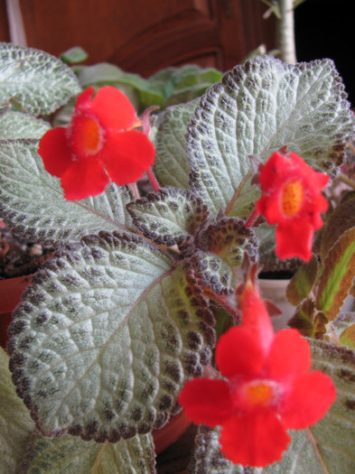 29 mai 2011 006 - Episcia