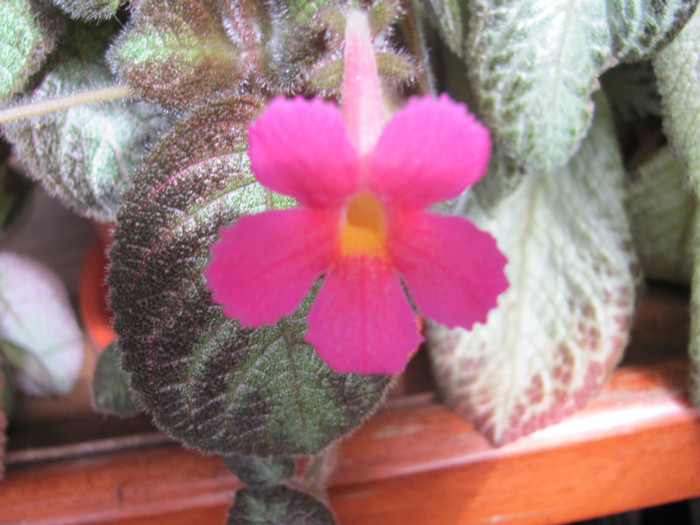 30 mai 2011 008 - Episcia