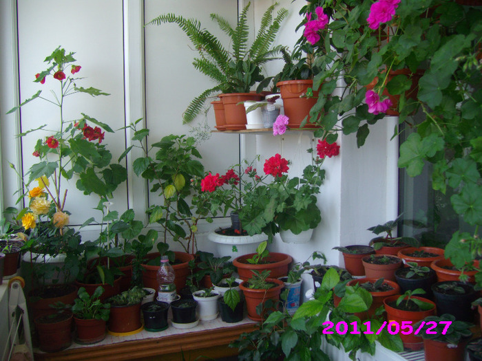 IMG_8650 - flori 2011