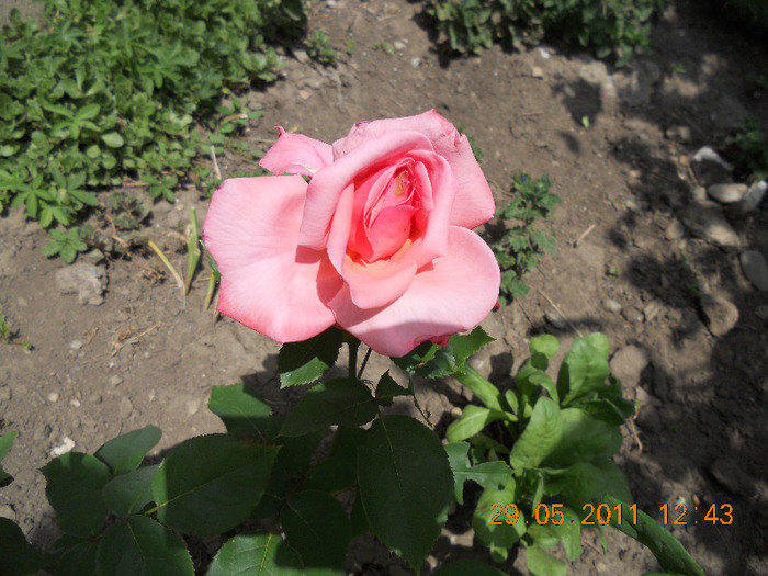 DSCN1502 - trandafiri 2011