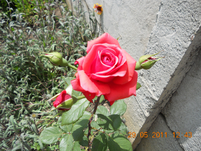DSCN1504 - trandafiri 2011