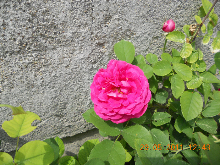 DSCN1505 - trandafiri 2011