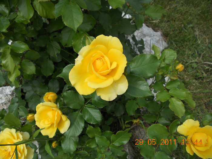 DSCN1508 - trandafiri 2011