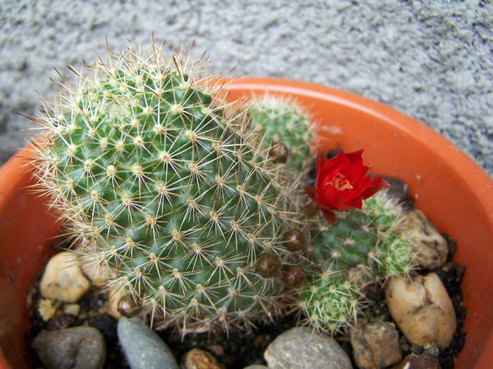 Rebutia f. - Cactusi si suculente 2011