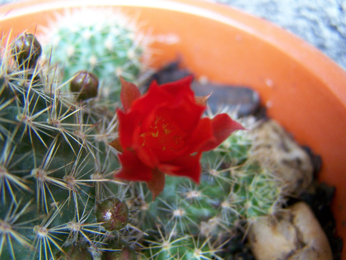 Rebutia f. - Cactusi si suculente 2011