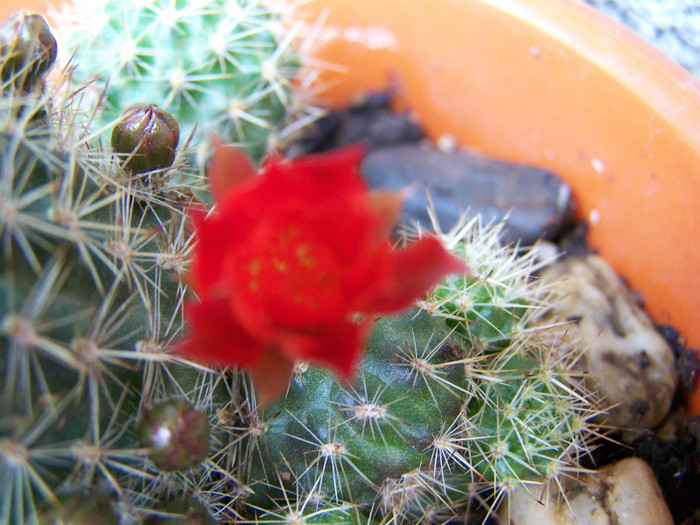 Rebutia f. - Cactusi si suculente 2011