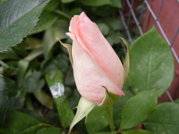 The Queen Elizabeth; Thea hybrid,floare mare,26-40 petale,parfum moderat(2 din 5 puncte),inaltime 1,5-3m
