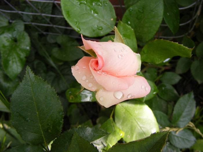 The Queen Elizabeth; Thea hybrid,floare mare,26-40 petale,parfum moderat(2 din 5 puncte),inaltime 1,5-3m
