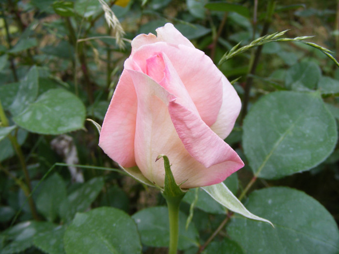 The Queen Elizabeth; Thea hybrid,floare mare,26-40 petale,parfum moderat(2 din 5 puncte),inaltime 1,5-3m
