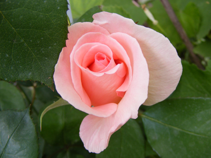 The Queen Elizabeth; Thea hybrid,floare mare,26-40 petale,parfum moderat(2 din 5 puncte),inaltime 1,5-3m

