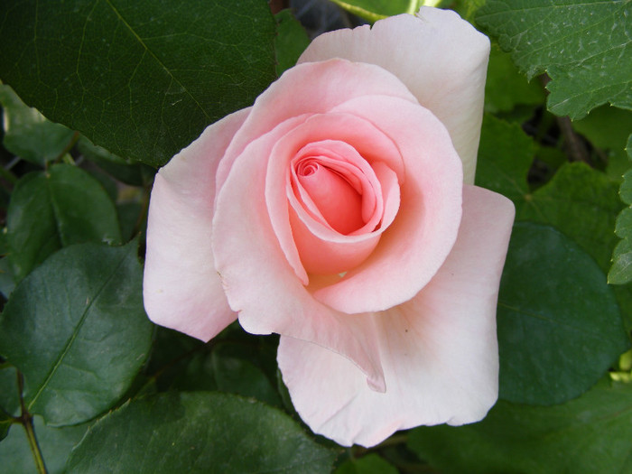 The Queen Elizabeth; Thea hybrid,floare mare,26-40 petale,parfum moderat(2 din 5 puncte),inaltime 1,5-3m

