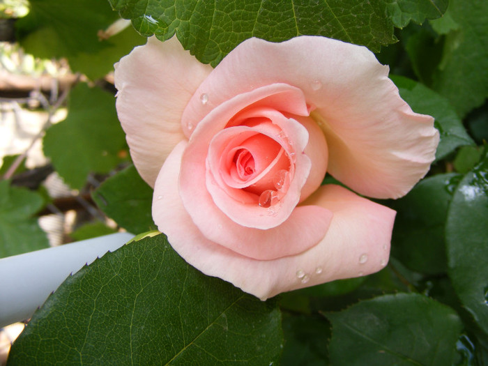 The Queen Elizabeth; Thea hybrid,floare mare,26-40 petale,parfum moderat(2 din 5 puncte),inaltime 1,5-3m
