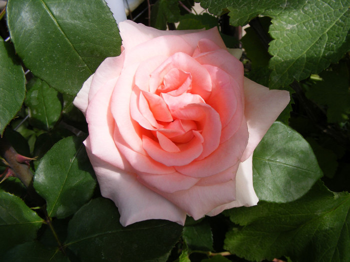 The Queen Elizabeth; Thea hybrid,floare mare,26-40 petale,parfum moderat(2 din 5 puncte),inaltime 1,5-3m
