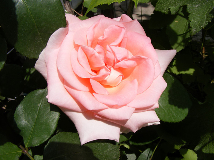 The Queen Elizabeth; Thea hybrid,floare mare,26-40 petale,parfum moderat(2 din 5 puncte),inaltime 1,5-3m
