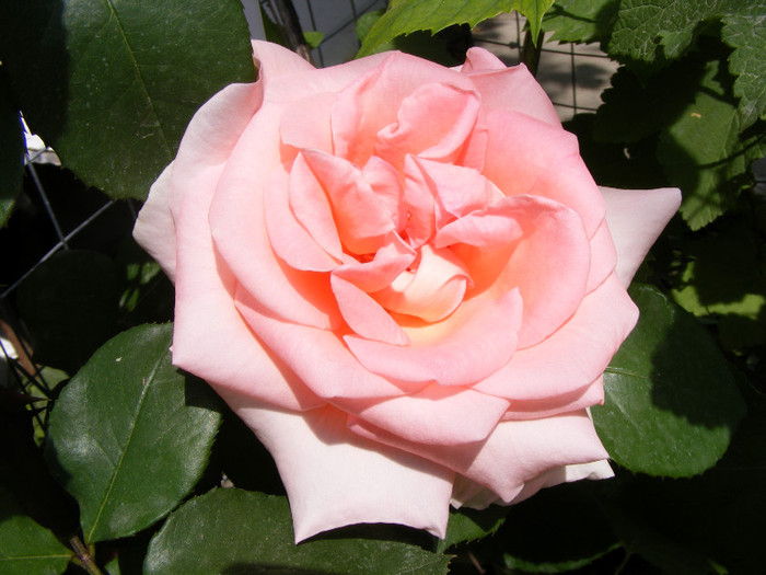 The Queen Elizabeth; Thea hybrid,floare mare,26-40 petale,parfum moderat(2 din 5 puncte),inaltime 1,5-3m
