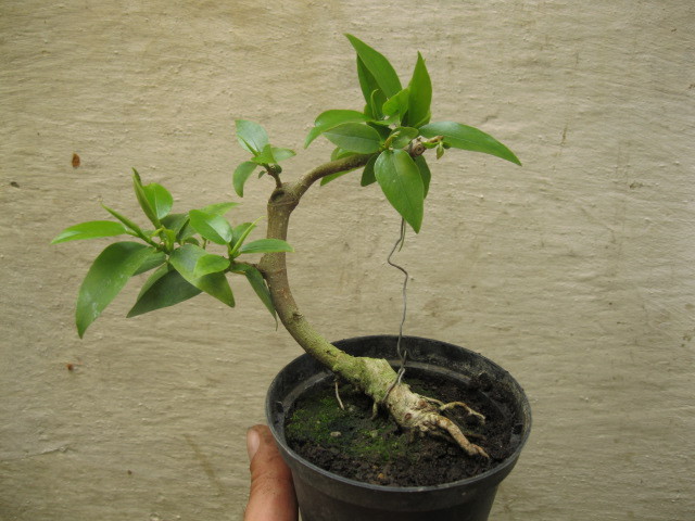 IMG_0955 - Viitori bonsai shohin