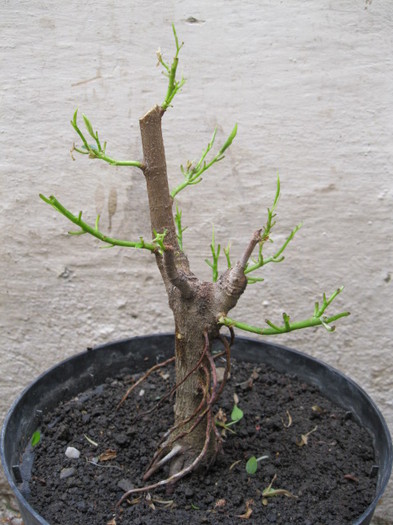 prima defoliere totala - Viitori bonsai shohin