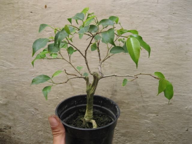 IMG_0965 - Viitori bonsai shohin