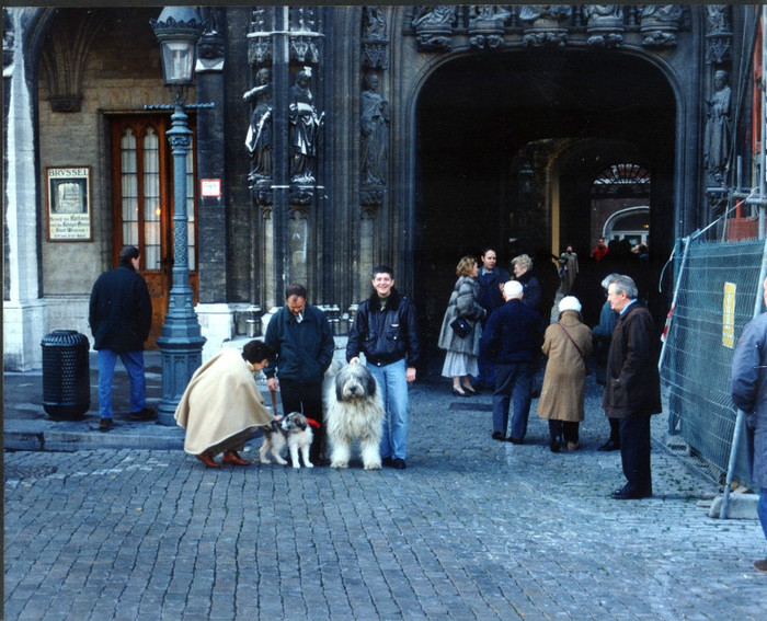 Primaria Bruxelles 1 decembrie 1995 - Ursu - etalonul rasei ciobanesc romanesc mioritic