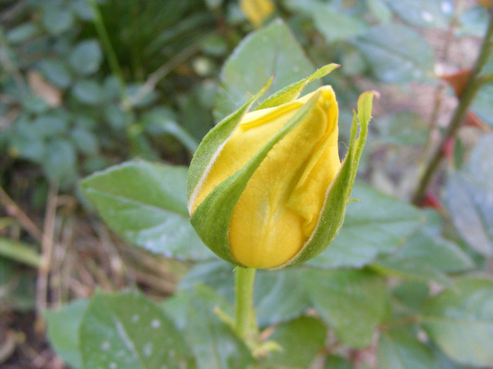 Sunblest-(Landora); Thea hybrid,floare mare,26-40 petale,parfum slab,inaltime0,9-1,3m
